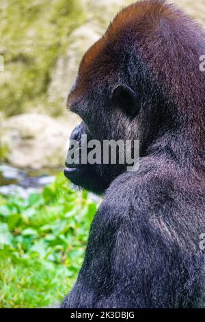 Grande gorilla maschio argentato visto in profilo in una foto vicina. Foto Stock