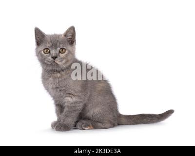 Cute blue cream British Shorthair gatto gattino, seduta su vie laterali. Guardando curioso verso la fotocamera. Isolato su sfondo bianco. Foto Stock