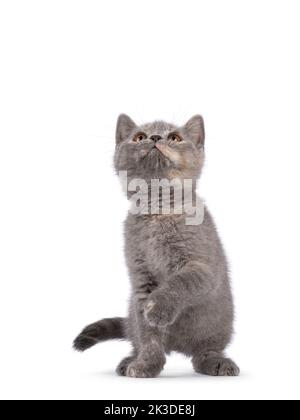 Cute blue crema inglese Shorthair gatto gattino, seduta in su di fronte. Guardando curioso verso l'alto e sopra la fotocamera. Una zampa sollevata in modo giocoso. Isolato su un wh Foto Stock
