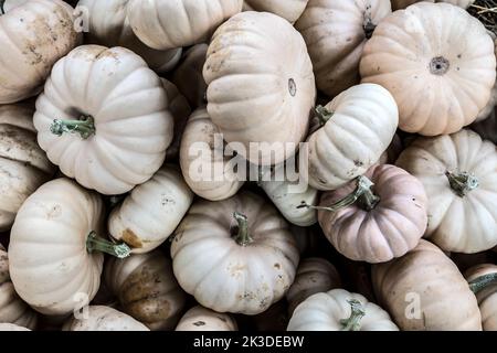 Mucchio di piccole zucche bianche al mercato degli agricoltori. Foto Stock