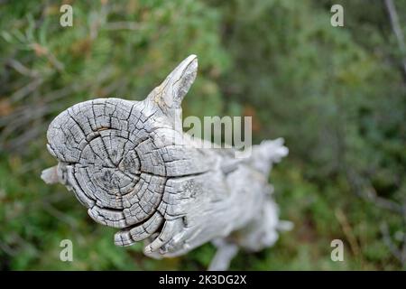 Primo piano di legno morto sbiancato, riserva naturale della Bog Raised Georgenfeld (Georgenfelder Hochmoor ), Altenberg, Sassonia, Germania. Foto Stock