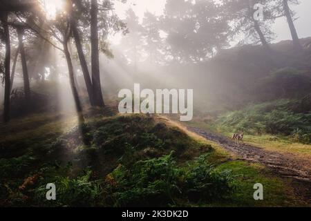 Cane che corre nei boschi con raggi di sole che splende attraverso nebbia e alberi che mettono in risalto i raggi del sole, Ilkley Moor, Yorkshire UK Foto Stock