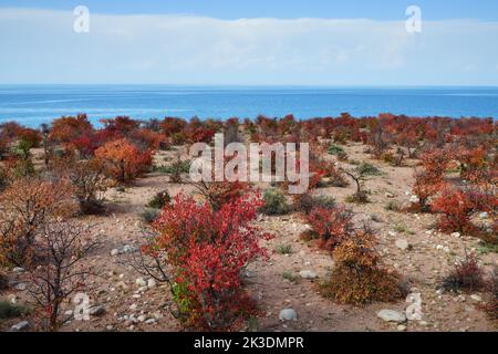 Colori autunnali di albicocche selvatiche sulla riva sud del lago Issyk-Kul mostrato al crepuscolo, Kirghizistan Foto Stock