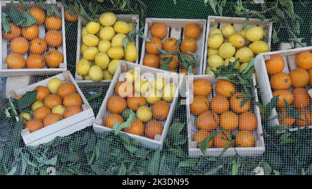 Arance e limoni in scatole di legno sotto la rete, raccolta di agrumi Foto Stock