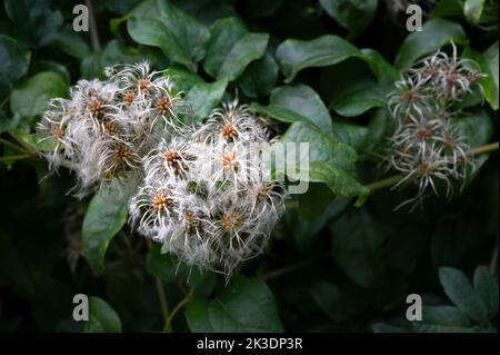 Clematis selvatico o clematis vitalba che cresce in hedgerow inglese in autunno. Foto Stock