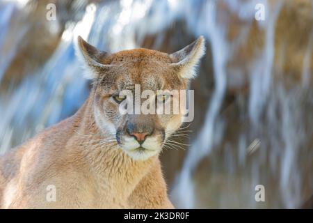 Foto ravvicinata della pantera della Florida a Los Angeles, California Foto Stock