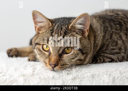 Gatto tabby addomesticato con occhi gialli in posa studio Foto Stock