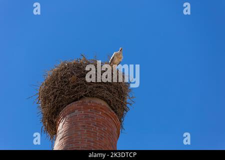 Cicogna in un grande nido fatto di rami su un camino in Algarve, Portogallo Foto Stock