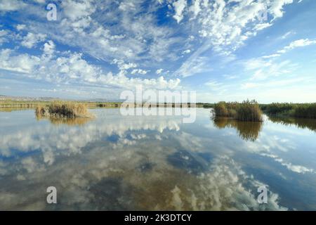Acqua naturale che riflette il cielo e le canne nel Parco naturale El Hondo, Alicante, Spagna. Foto Stock