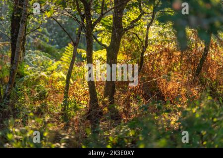 autunno in una radura boschiva Foto Stock