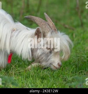 Capra pigmea Foto Stock