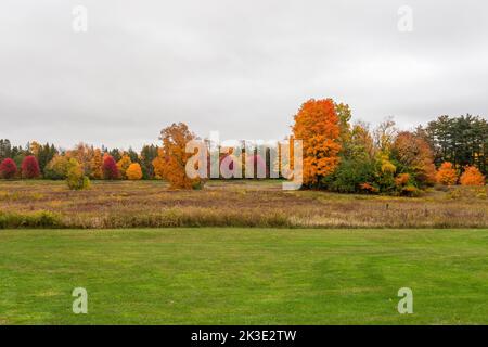 Una linea di acero rosso nella stagione autunnale Foto Stock