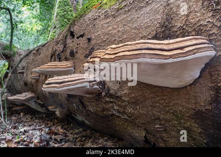 Funghi a staffa, funghi marroni e bianchi su faggi morti, probabilmente staffa Sud (Ganoderma australe), Ebernoe Common, Sussex Occidentale, Inghilterra, UK Foto Stock