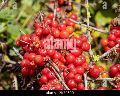 Le bacche di Bryony Nero, Tamus communis, una pianta altamente velenosa sull'isola di Bianco, Regno Unito. Foto Stock