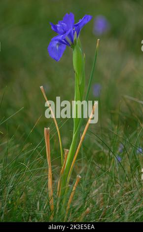 Iris inglese, Iris jacquinii, in fiore in alpeggio, Pirenei. Foto Stock