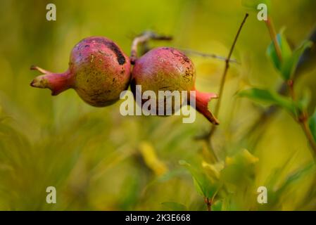 Particolare di melograno in un albero di melograno in Hortsavinyà (Tordera, Maresme, Barcellona, Catalogna, Spagna) ESP: Detalle de una granada en un bosque Foto Stock