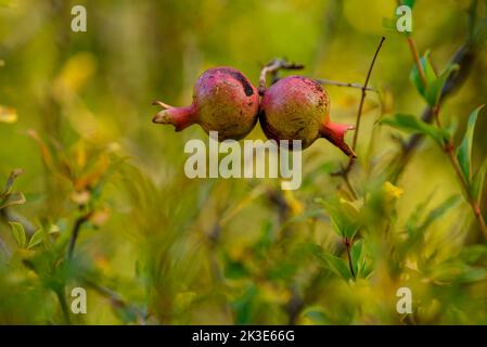 Particolare di melograno in un albero di melograno in Hortsavinyà (Tordera, Maresme, Barcellona, Catalogna, Spagna) ESP: Detalle de una granada en un bosque Foto Stock