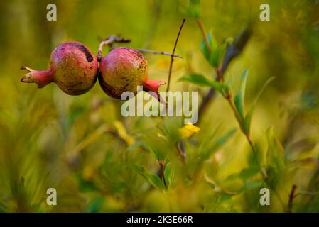 Particolare di melograno in un albero di melograno in Hortsavinyà (Tordera, Maresme, Barcellona, Catalogna, Spagna) ESP: Detalle de una granada en un bosque Foto Stock