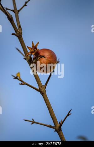 Particolare di melograno in un albero di melograno in Hortsavinyà (Tordera, Maresme, Barcellona, Catalogna, Spagna) ESP: Detalle de una granada en un bosque Foto Stock