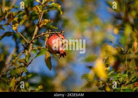 Particolare di melograno in un albero di melograno in Hortsavinyà (Tordera, Maresme, Barcellona, Catalogna, Spagna) ESP: Detalle de una granada en un bosque Foto Stock