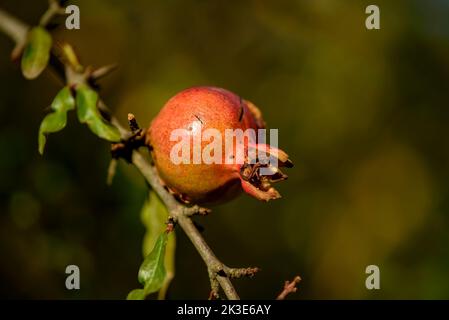 Particolare di melograno in un albero di melograno in Hortsavinyà (Tordera, Maresme, Barcellona, Catalogna, Spagna) ESP: Detalle de una granada en un bosque Foto Stock