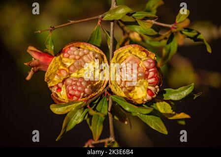 Particolare di melograno in un albero di melograno in Hortsavinyà (Tordera, Maresme, Barcellona, Catalogna, Spagna) ESP: Detalle de una granada en un bosque Foto Stock