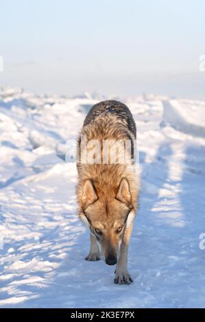 Ritratto luminoso di un cane di razza incrociata e lupo che cammina sul lago ghiacciato al tramonto. Montagne e gobbi di ghiaccio sullo sfondo. Bellissimo sfondo naturale. Foto Stock