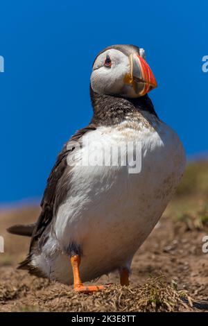 Un Puffin Atlantico (fratercula artica) che sorge vicino al suo sepoltura sull'Isola di Skomer, Galles Foto Stock