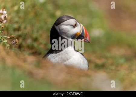 Puffin Atlantico (fratercula artica) vicino a cunicoli sul terreno a Skomer Island, Galles Foto Stock