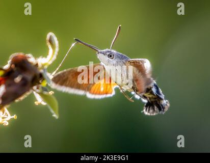 Humminbird hawk moth )Macroglossum stellatarum) bere nettare da un fiore di nido d'ape, Yorkshire orientale, Inghilterra, Regno Unito Foto Stock