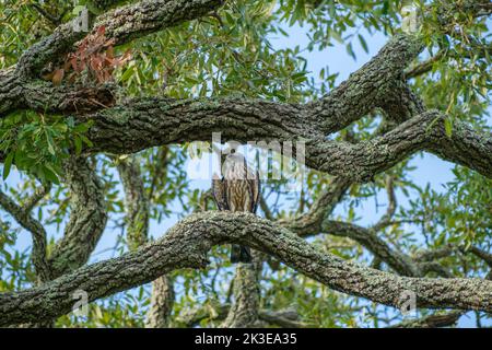 Il giovane aquilone del Mississippi sembra giusto mentre è appollaiato su un grande ramo di un albero di quercia vivo a New Orleans, Louisiana, USA Foto Stock