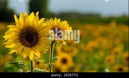 Focalizzazione selettiva di due girasoli su cui lavorano le api, in un campo di girasoli. Foto Stock