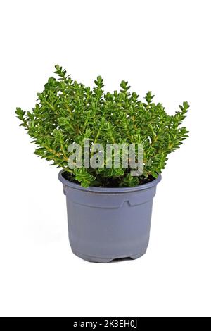 Vaso Hebe 'Green Boys' pianta da giardino su sfondo bianco Foto Stock