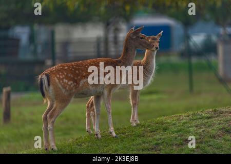 Capriolo animale su prato verde in estate mattina vicino alla città di Brno Foto Stock