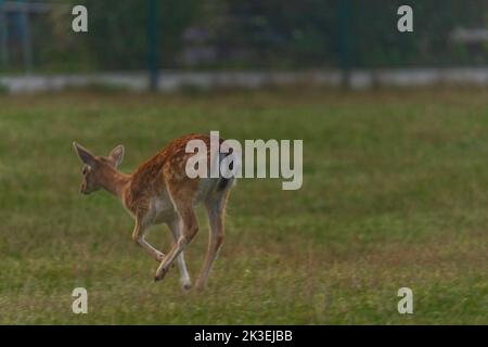 Capriolo animale su prato verde in estate mattina vicino alla città di Brno Foto Stock