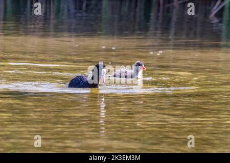 Il gallo eurasiatico (Fulica atra) nuota in un laghetto Foto Stock
