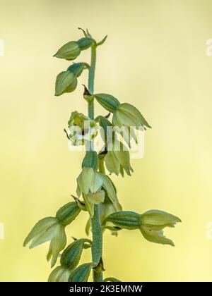 Wild Orchid Bergonii Green-Yellow muelleri Helleborine crescente nella valle del Viroin Belgio Foto Stock