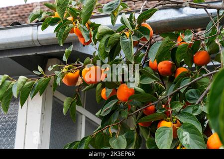 Frutta matura di Persimmons appesa all'albero del ramo di Persimmon Foto Stock