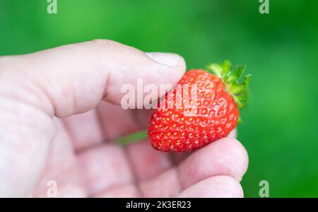 Fragola matura in una mano su fondo verde sfocato nel giardino. Fragola gnawed da pesti. Foto Stock