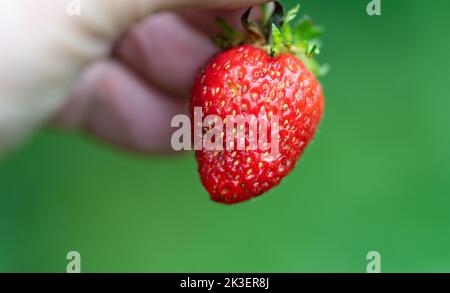 Fragola matura in una mano su fondo verde sfocato nel giardino. Fragola gnawed da pesti. Foto Stock