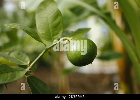 Lime verde agrumi limone e foglie verdi in giardino. Limone di agrume cresce su un ramo di albero, primo piano. Piante decorative di limoni di agrumi casa Foto Stock