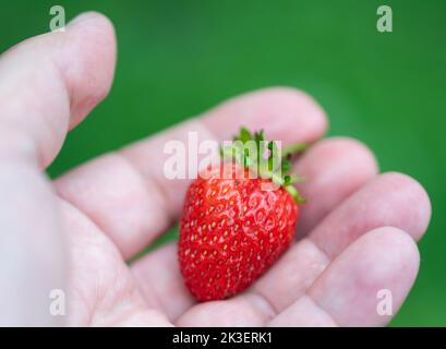 Fragola matura in una mano su fondo verde sfocato nel giardino. Fragola gnawed da pesti. Foto Stock