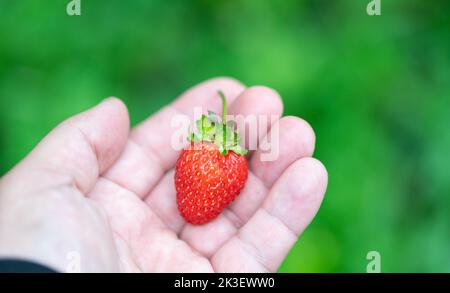 Fragola matura in una mano su fondo verde sfocato nel giardino. Fragola gnawed da pesti. Foto Stock