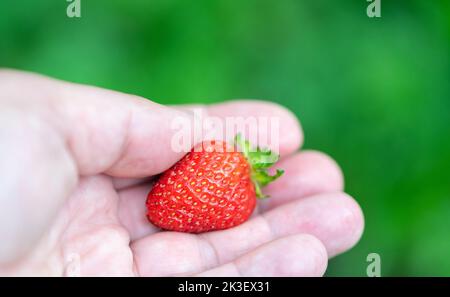 Fragola matura in una mano su fondo verde sfocato nel giardino. Fragola gnawed da pesti. Foto Stock