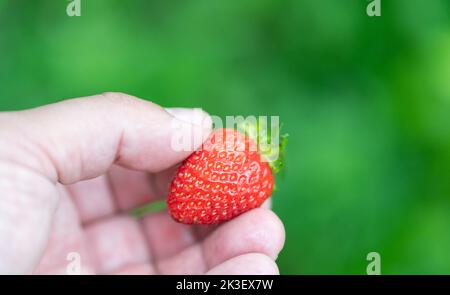 Fragola matura in una mano su fondo verde sfocato nel giardino. Fragola gnawed da pesti. Foto Stock