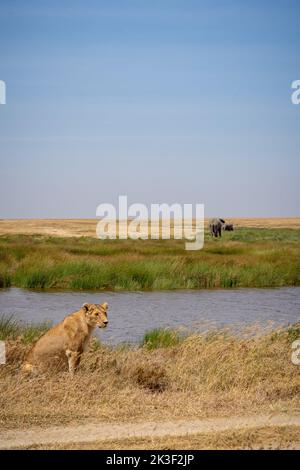 Leonessa in piedi su un'erba savana vicino ad un'acqua. Due elefanti sullo sfondo. serengeti, parco nazionale Foto Stock