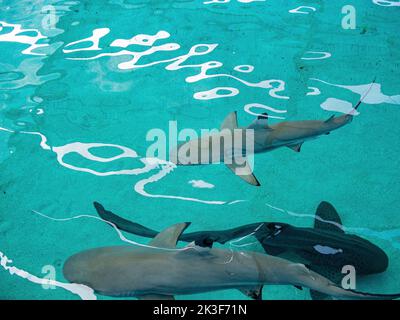 Foto ravvicinata di molti squali nuotano nell'Acquario di Los Angeles, California Foto Stock