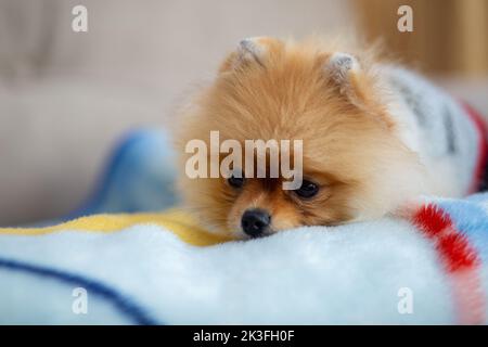Il cane Pomeranian si leva su terra bianca, cane marrone chiaro. PET Love Foto Stock