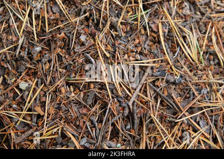 Un antrillo con una colonia di formiche in primo piano. Un aneto in una foresta di pini conifere. Foto Stock