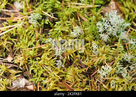 Polytrichum che cresce nella foresta. Polytrichum crescere tra muschio. Primo piano di Polytrichum. Foto Stock